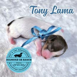 TONY LAMA - Piebald male Dachshund puppy in Columbia, Louisiana from Diamond 5R Ranch AKC & CKC Miniature Dachshunds