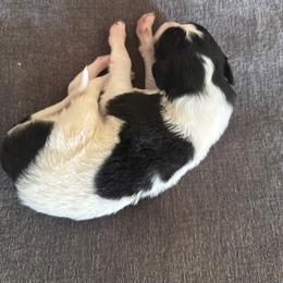 Boy black spotted on white - Black male Borzoi puppy in Texas from Royal Chase Borzoi