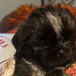 Girl 1 - Liver and white Shih Tzu puppy in Wooster, Ohio from Mending Hearts Shih Tzu's