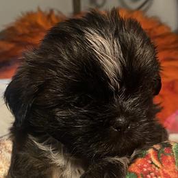Girl 1 - Liver and white Shih Tzu puppy in Wooster, Ohio from Mending Hearts Shih Tzu's