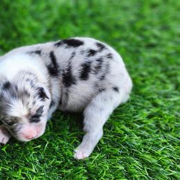 Miniature Australian Shepherd puppies from Penn Creek Aussies