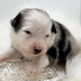Comet - Blue merle male Toy Australian Shepherd puppy in Blacksburg, South Carolina from Blue’s Family Aussies
