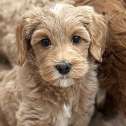 Australian Labradoodle puppies from High Desert Labradoodles