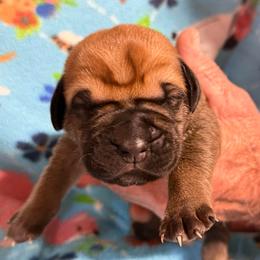 Fawn no collar - Fawn male Cane Corso puppy in Paris, Texas from Knucklehead Cane Corso