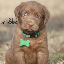 Boy 2 - Chocolate male Labrador Retriever puppy in Capron, Virginia from Triple Creek Kennel
