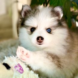 Mercedes - Tri-color female Pomsky puppy in Spokane Valley, Washington from Northern Blue Pomskies