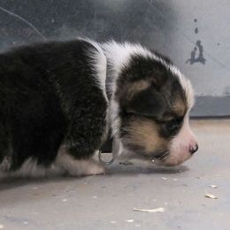 Boy 3 - male Pembroke Welsh Corgi puppy in Alpine, Texas from Storm Dogos & Country Corgis