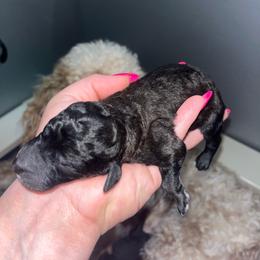 Boy 1 - Sable male Poodle puppy in Calimesa, California from Teakwoodpoodleofsocal