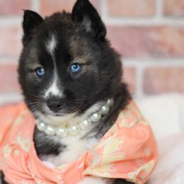 Siberian Husky Puppies from Cascade Siberians