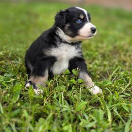 Lori - Black tri-color female Australian Shepherd puppy in Fort Myers, Florida from U Cross Australian Shepherds