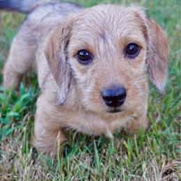 BUZZ - Red male Dachshund puppy in Mc Neil, Arkansas from Shining A Lowriders & Co.