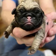 Boy 1 - Pug puppy from Sunshine Pugs