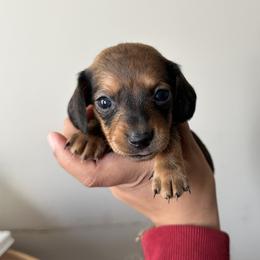 Dachshund Puppies from L & J Kennel