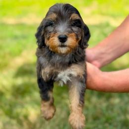 Luca - Blue merle male Bernedoodle puppy in Dundee, Ohio from Down Home Doodle