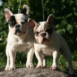 French Bulldogs from Suirac French Bulldogs