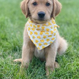Dachshund and Golden Retriever Puppies from Wyo Dachshunds & Goldens