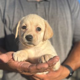 Girl 1 - Yellow female Labrador Retriever puppy in Gerber, California from In The Zone Dog Training and Breeding