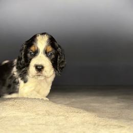 BLIZZARD - Black white and tan female English Springer Spaniel puppy in Billings, Montana from M&M Fuzzy Bottom Friends