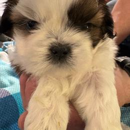 Boy 3 Honey - Gold and white male Shih Tzu puppy in Madras, Oregon from Maridee’s ShihTzu
