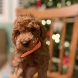 Orange - Red female Labradoodle puppy in Shingle Springs, California from California Double Doodles