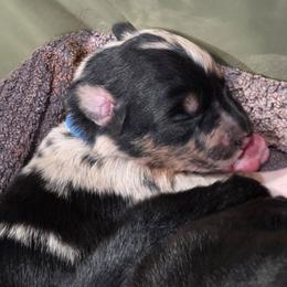 Grimm - Blue merle male Australian Shepherd puppy in Salem, Oregon from Steady Aim Aussies