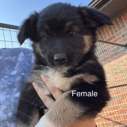 Vanilla - Black Australian Shepherd puppy in Guthrie, Oklahoma from Robertson’s Aussies