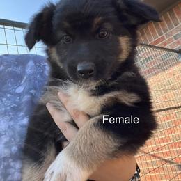 Vanilla - Black Australian Shepherd puppy in Guthrie, Oklahoma from Robertson’s Aussies