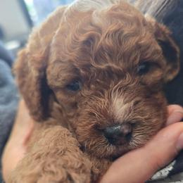 Boy 3 - Red male Cavapoo puppy in Knoxville, Tennessee from Shannan's Cavapoos