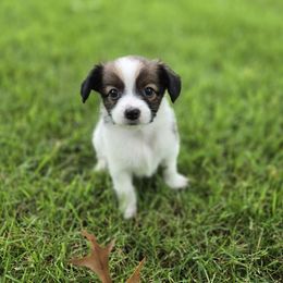 Papillon Puppies from Home Raised Papillon Puppies