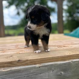 Skye - Black tri female Miniature Australian Shepherd puppy in Doddridge, Arkansas from Huddleston Farm