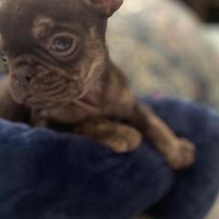 American Pit Bull Terrier, French Bulldog, Miniature Schnauzer, and Olde English Bulldogge Puppies from MAMA PAWS LLC