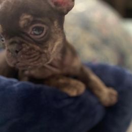American Pit Bull Terrier, French Bulldog, Miniature Schnauzer, and Olde English Bulldogge Puppies from MAMA PAWS LLC