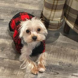 Maverick Rose - Yorkshire Terrier