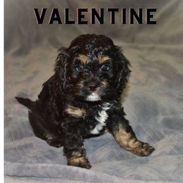 Cockapoo Puppies from Gold Heart Pups