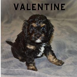 Cockapoo Puppies from Gold Heart Pups