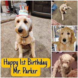 Goldendoodle All Grown Up from SW Doodles of CA