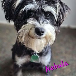 Nebula - Miniature Schnauzer
