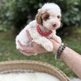 Lizzie - Brown and white female Bernedoodle puppy in Cocoa, Florida from The Beach Doodles