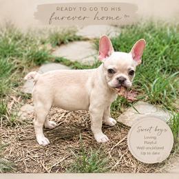 Luke - Cream male French Bulldog puppy in Denton, Maryland from Little Lions the Shih Tzu Kingdom