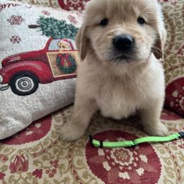 Green - Golden male Golden Retriever puppy in Salisbury, North Carolina from Golden Paws of Purpose