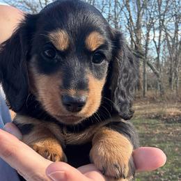 Eleanor - Black and cream female Dachshund puppy in West Plains, Missouri from Little Legs Legacy