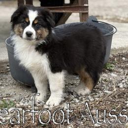 Boy 2 - Black tri-color male Australian Shepherd puppy in Lowell, Indiana from Bearfoot Aussies and Tollers