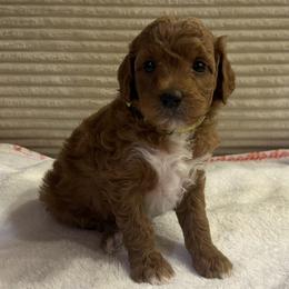 Meredith - Red  female Goldendoodle puppy in Payson, Utah from Country Sky Doodles