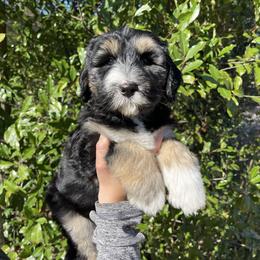 Green - Black and white male Sheepadoodle puppy in Archer, Florida from Gainesville Sheepadoodles
