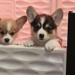 Pembroke Welsh Corgi Puppies from Salted Rim Corgis