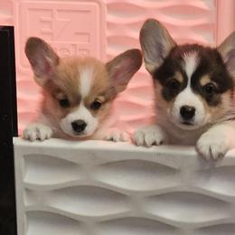 Pembroke Welsh Corgi Puppies from Salted Rim Corgis