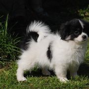 Tibetan Spaniel Puppies from Runningbrook
