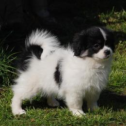 Tibetan Spaniel Puppies from Runningbrook