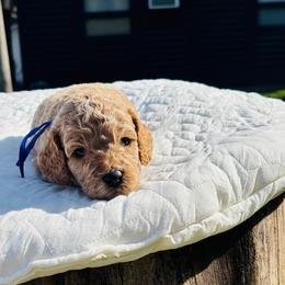 Bartholomew Brimsley - Brown white and tan male Cockapoo puppy in Piedmont, Oklahoma from Perdue Puppies