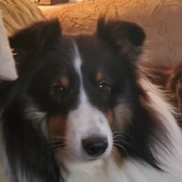 Cricket - Shetland Sheepdog